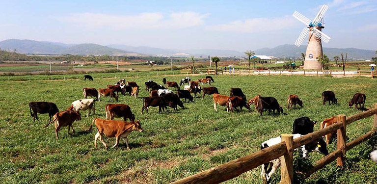 Dalat Milk Farm