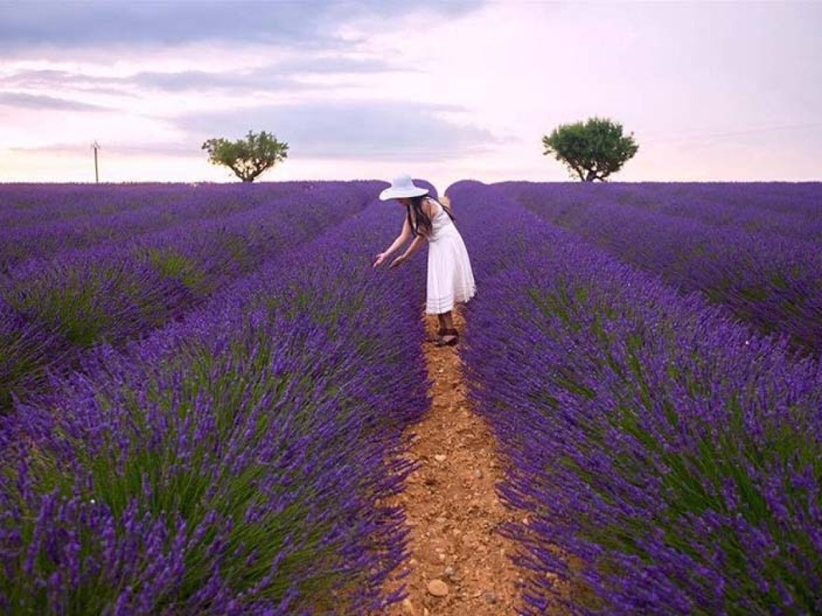 Tổng hợp hình nền đẹp Hoa oải hương Lavender - ✫ Ảnh đẹp ✫