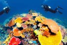 Kinh nghiệm lặn biển ngắm san hô Côn Đảo