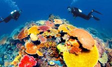 Kinh nghiệm lặn biển ngắm san hô Côn Đảo