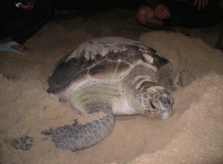 Kinh nghiệm xem rùa đẻ trứng tại Côn Đảo
