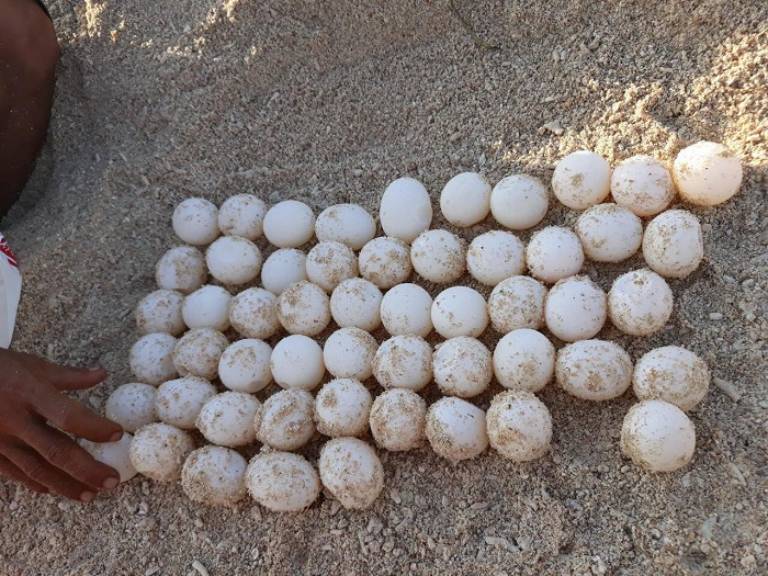 Kinh nghiệm xem rùa đẻ trứng tại Côn Đảo
