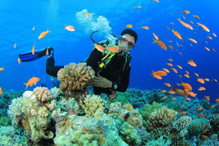 Tour lặn san hô ở bán đảo Sơn Trà phát triển không thua gì các địa điểm du lịch khác