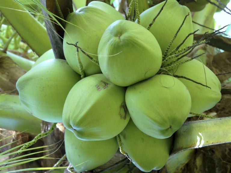 Viconut sử dụng những quả dừa xiêm nổi tiếng để sản xuất bánh dừa nướng Đà Nẵng