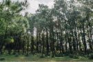 Giới thiệu chung về rừng thông Bồ Bồ Đà Nẵng