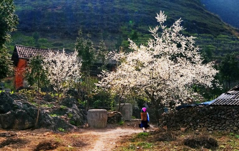 Mùa xuân tại Hà Giang hiện lên với hình ảnh hoa mơ, hoa mặn trắng thuần khiết một góc làng