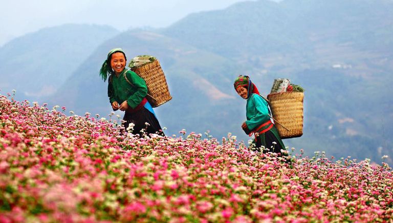 Tam giác mạch là mùa hoa nổi bật nhất trong năm tại cao nguyên đá Đồng Văn Hà Giang khiến bao nhiều du khách mê mẩn 
