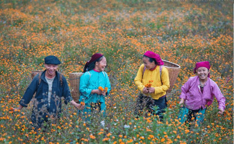 Hoa cúc cam - Loài hoa có hẹn với cao nguyên đá Đồng Văn Hà Giang vào mỗi mùa thu về 