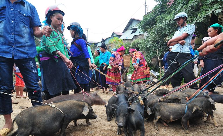 Những chú lợn mán ở khu chợ được buộc dây ngang bụng và được người dân mang tới chợ đêm Cốc Pài từ rất sớm 