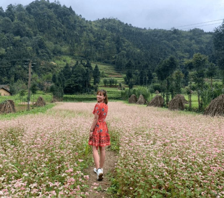 Làng văn hóa Lũng Cẩm cũng là một trong những nơi sở hữu thung lũng hoa tam giác mạch tuyệt đẹp tại Đồng Văn 