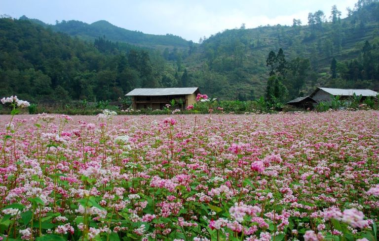Mùa hoa tam giác là mùa không thể bỏ lỡ tại Đồng Văn Hà Giang 