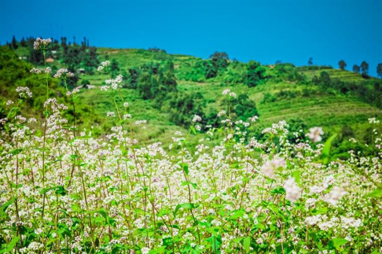 Chiêm ngưỡng những cánh đồng hoa tam giác mạch từ trên cao là một trải nghiệm thú vị của du khách khi tới leo lên cột cờ Lũng Cú.