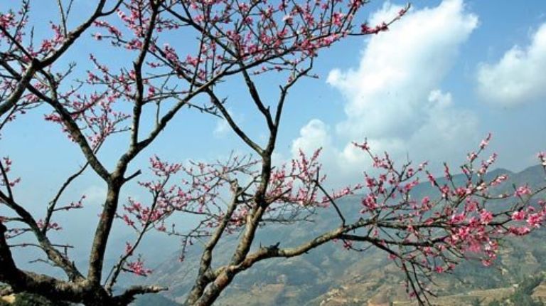 Đỉnh Tây Côn Lĩnh Hà Giang vào mùa xuân căng tràn sức sống với ngập sắc hoa đua nhau nở