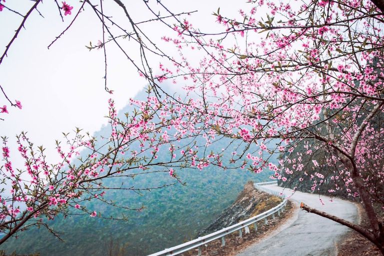 Mùa xuân, hoa đào và hoa mận khoe sắc trên khắp các cung đường trên dốc Bắc Sum Hà Giang.