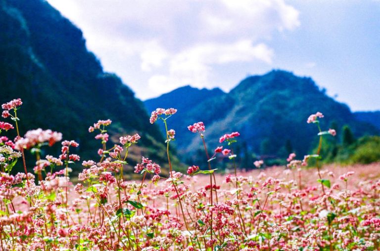 Sẽ thật tuyệt vời nếu mọi người có cơ hội ghé đến dốc Thẩm Mã vào mùa thu để trải nghiệm trọn vẹn không khí mát lạnh và chiêm ngưỡng hoa tam giác mạch