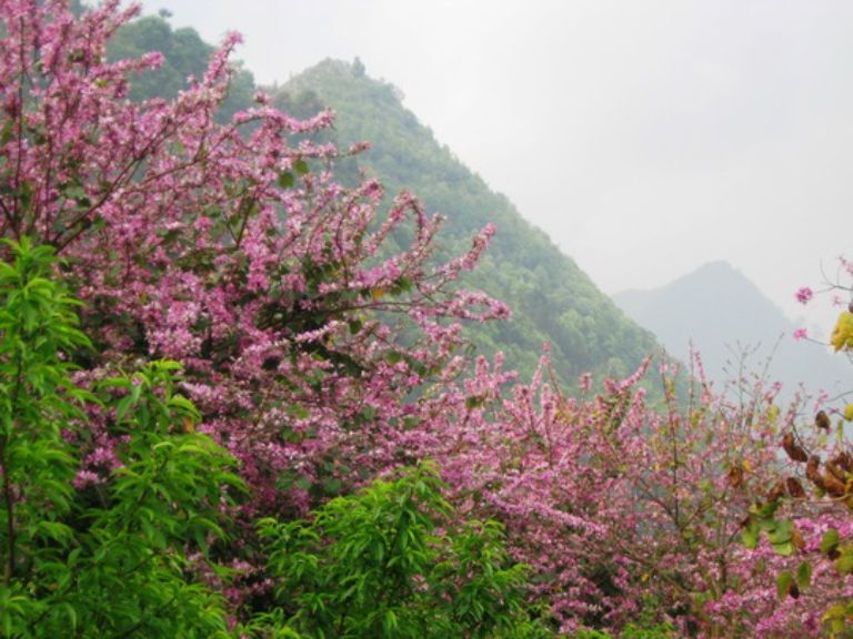 Khí hậu mát mẻ cùng sắc tím hoa ban của Yên Minh mỗi độ hè tới sẽ là thời điểm đẹp để tham quan động Én Hà Giang