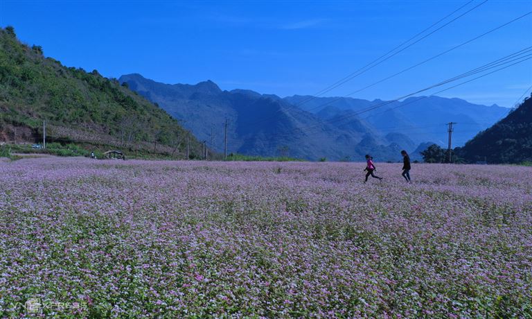 Đến Đồng Văn Hà Giang vào mùa hoa tam giác mạch bạn sẽ được chiêm ngưỡng những cánh đồng màu trắng, hồng hoặc tím vô cùng quyến rũ. 