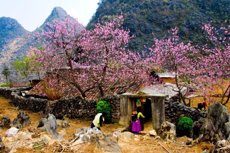 Không phải tự nhiên mà mùa xuân ở Hà Giang lại được gọi là mảnh đất hoa nở trên đá