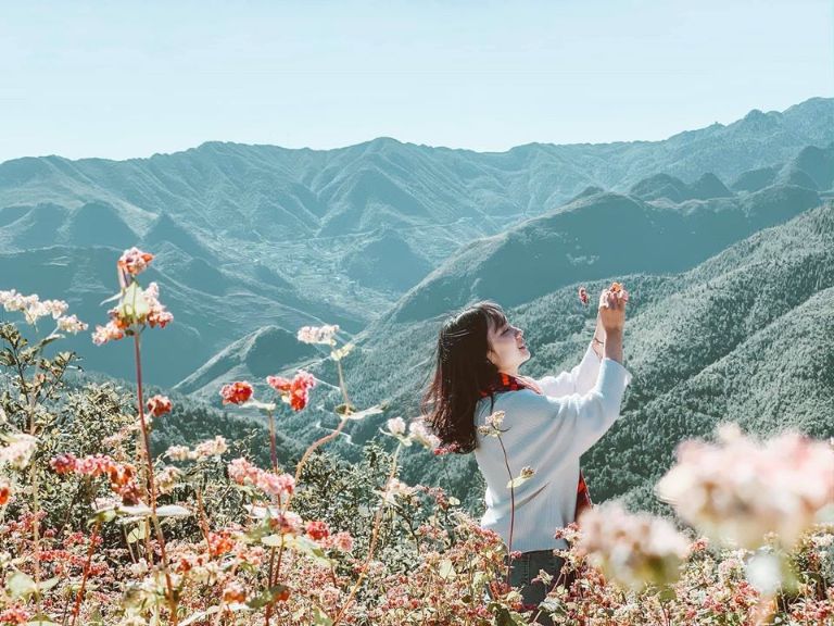 Đây là hình ảnh du khách du lịch Hà Giang tháng 10 chụp ảnh cũng những cánh đồng hoa tam giác mạch bạt ngàn trên các triền núi cao