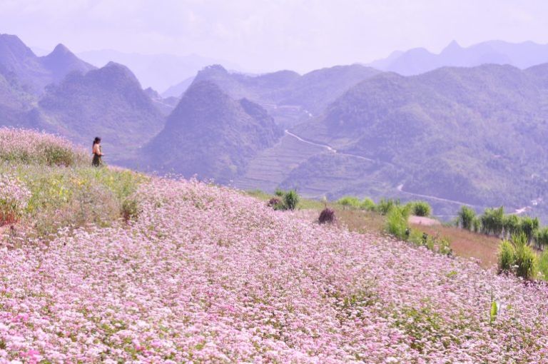 Du lịch Hà Giang tháng 12 là cơ hội cuối cùng trong năm để du khách được chiêm ngưỡng trọn vẻ đẹp của cánh đồng hoa tam giác mạch tím biếc