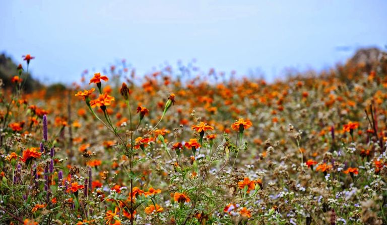 Hoa cúc cam mọc lên kiên cường trên khắp dọc đường đèo Hà Giang hay mọc trên các vách núi