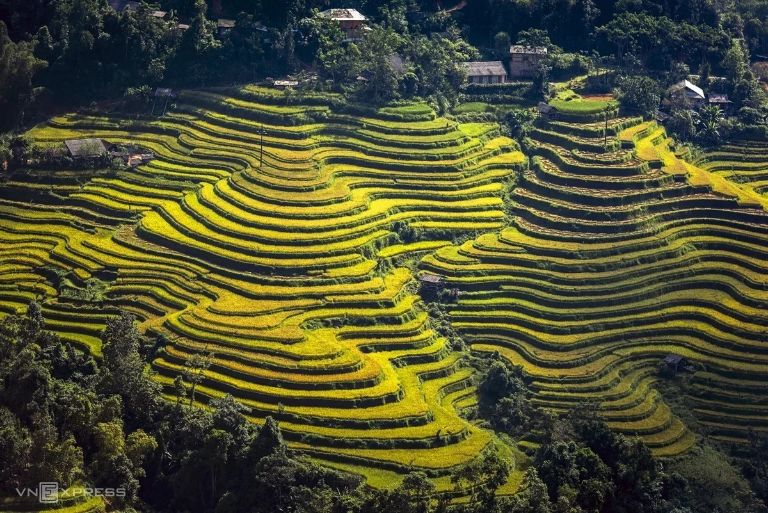 Toàn cảnh các thửa ruộng bậc thang chín vàng tại huyện Hoàng Su Phì được chụp từ trên cao