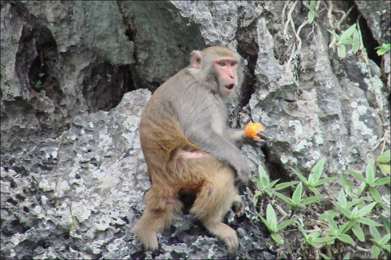 Loài khỉ mốc này thường xuất hiện vào ban ngày để đi kiếm ăn và thức ăn của chúng đa phần là các loại hoa quả, ngũ cốc rừng