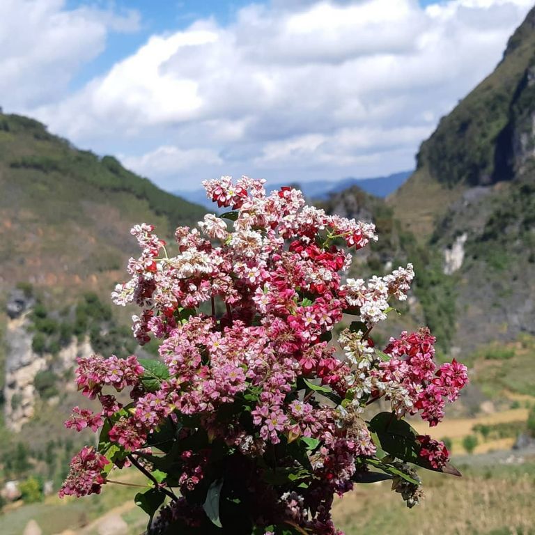 Hoa thường mọc ở chân đồi, đỉnh núi hay thậm chí là ven đường vậy nên rất dễ để du khách bắt gặp