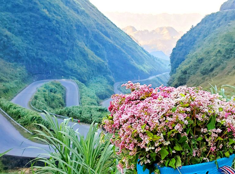 Ngắm nhìn những bông hoa xinh đẹp ngay tại đỉnh đèo Mã Pí Lèng là trải nghiệm tuyệt vời và khó quên đối với du khách