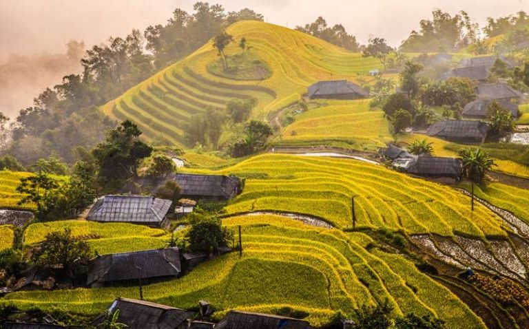 Khu vực phía Tây Hà Giang là địa điểm được nhiều du khách lựa chọn để ngắm mùa lúa chín vàng trên các thửa ruộng bậc thang - kinh nghiệm du lịch hà giang