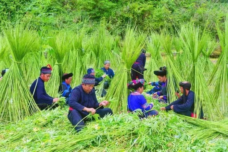 Người dân Lùng Tám thu hoạch cây lanh để làm nguyên liệu dệt vải.