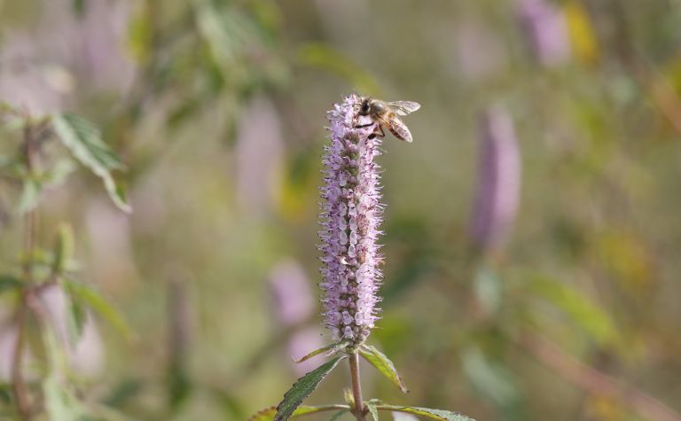 Đây là hình ảnh một chú ong đang lấy mật từ một bông hoa bạc hà tím trong tự nhiên vô cùng đẹp mà chỉ có ở tỉnh Hà Giang