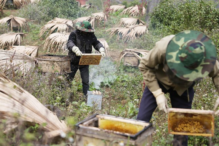 Người dân sẽ chuyển những tổ ong ta đến trung tâm của những cánh đồng hoa bạc hà để đẩy nhanh tiến độ thu hoạch và ong có thể dễ dàng tìm thấy