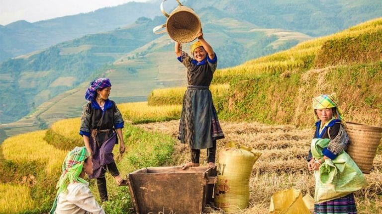 Những cô gái dân tộc rạng rỡ khi thu hoạch một mùa vụ bội thu.
