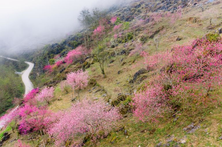 Mùa xuân là thời gian hoa đào rực nở khắp nẻo đường trên Hà Giang nên du khách ưa chuộng mùa này