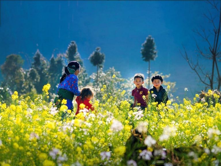 Mùa đông Quản Bạ Hà Giang vẫn ngập tràn sức sống với sắc vàng thắm hoa cải mèo, sắc tím thơ mộng của hoa bạc hà,... 