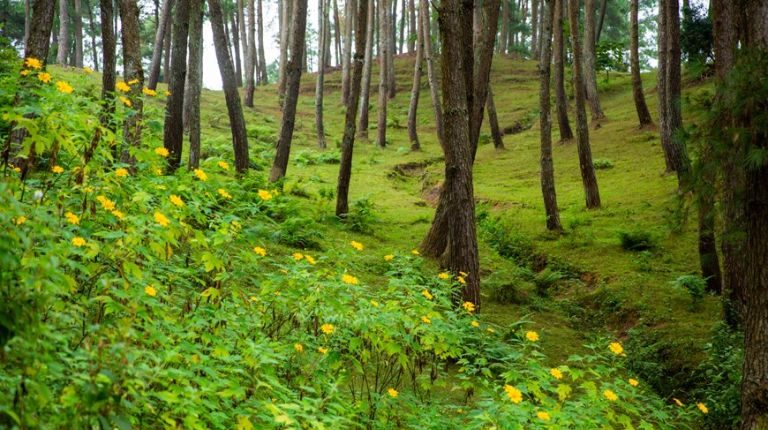 Du khách có thể thoải mái thăm quan rừng thông Yên Minh vì nơi đây phục vụ miễn phí tới mọi người