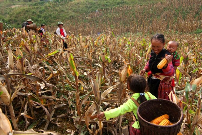 Khi thu hoạch ngô, người dân tiếp tục mang vác 30 - 40 kg về bản làng cách xa nương ngô