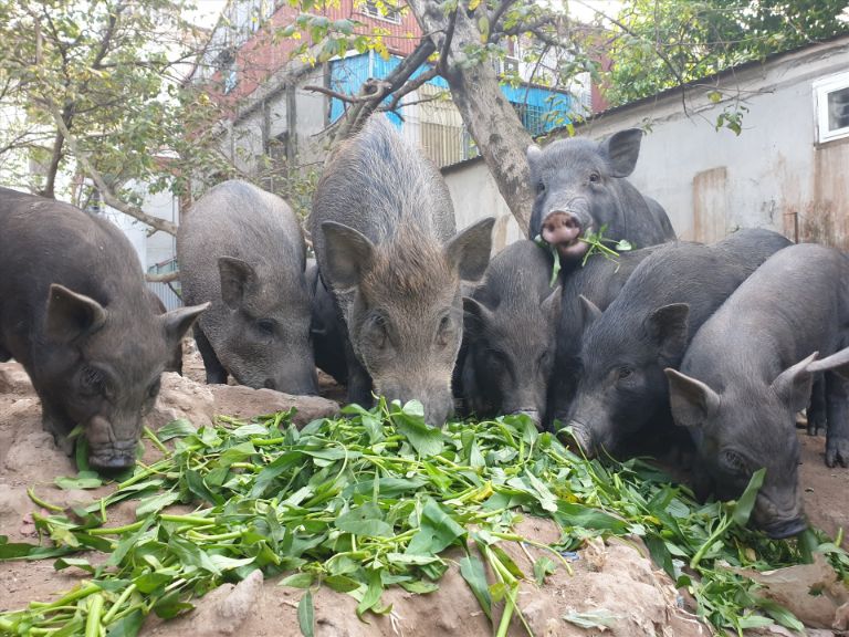 Lợn cắp nách Hà Giang chỉ ăn những thực phẩm tự nhiên như rau củ, gốc dễ cây và được thả rông nên thịt chắc, ngọt, đảm bảo tươi ngon 