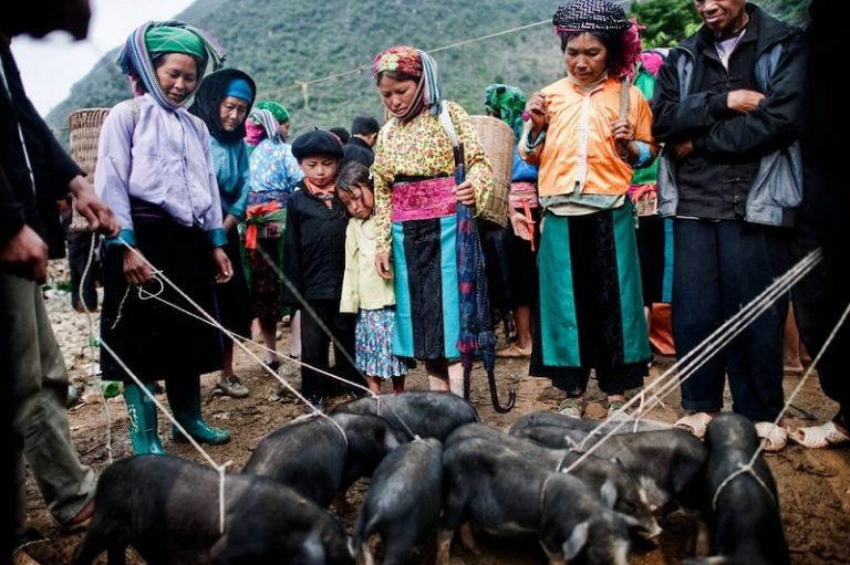 Du khách có thể tìm mua lợn cắp nách Hà Giang trong các phiên chợ cuối tuần tại nhiều khu vực trong tỉnh Hà Giang 