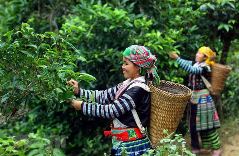 Chè Shan Tuyết được thu hoạch từ những cây chè cổ thụ được ví như "vàng xanh" của núi rừng Tây Bắc Hà Giang.