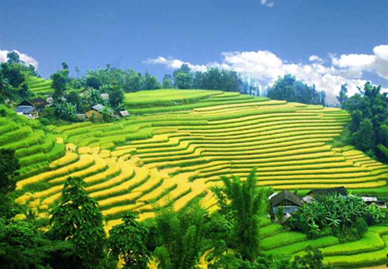 Du khách sẽ được chiêm ngưỡng những thửa ruộng bậc thang vàng ươm màu lúa chín và hít hà hương thơm ngọt ngào của lúa. 