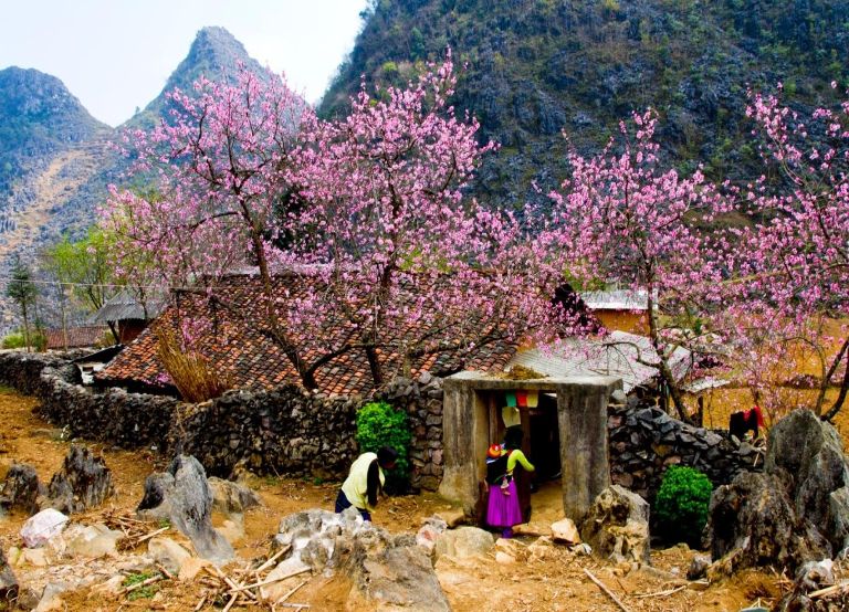 Hoa đào nở rộ khắp mọi ngóc ngoác, con đường của Yên Minh vào xuân