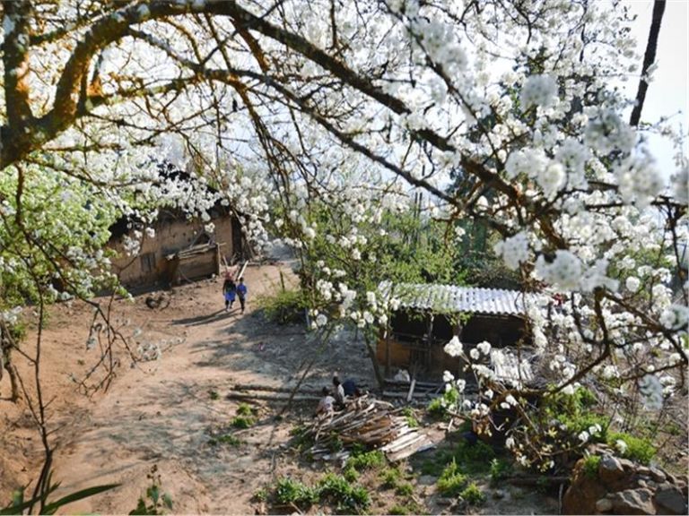 Hoa ban, hoa mận nở trắng khắp núi rừng, tạo khung cảnh thiên nhiên siêu thực tại Yên Minh Hà Giang
