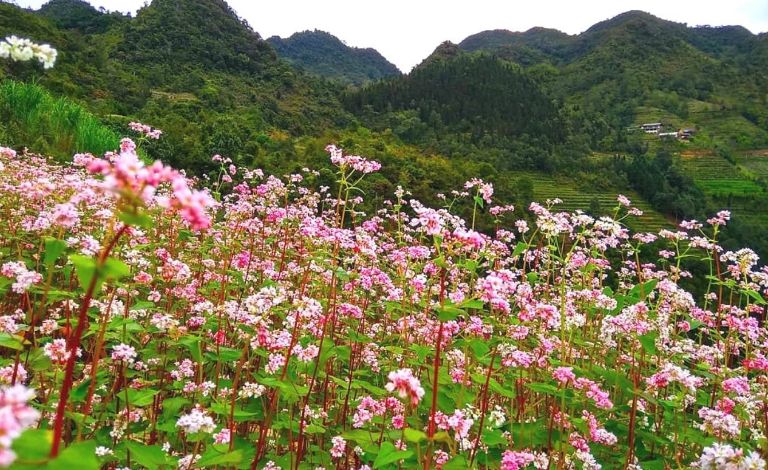 Những cánh đồng hoa tam giác mạch là điểm check in hot nhất Hà Giang vào tháng 11.