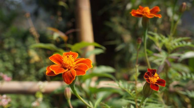Hoa cúc cam thường có 8 cánh hoa nhỏ màu đỏ cam.