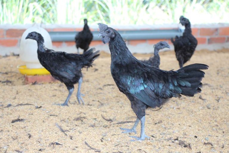 Để làm lẩu gà đen Hà Giang, bạn nên lựa chọn những con gà có vóc dáng nhỏ, không nên non quá và cũng không nên già quá để đảm bảo được hương vị