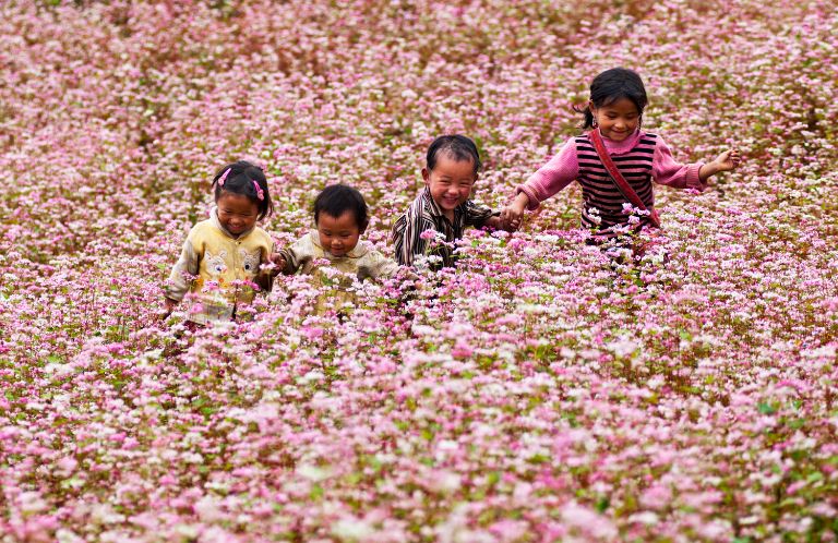 Lễ hội hoa tam giác mạch được tổ chức thường niên tại tỉnh Hà Giang