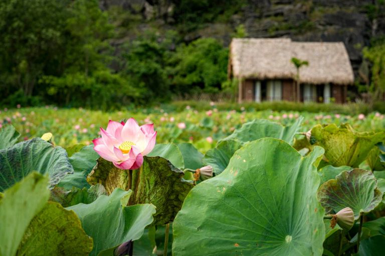 Du khách thường lựa chọn tới nghỉ ngơi tại Mường Village Ninh Bình vào tháng 5 tới tháng 8 để có cơ hội ngắm nhìn sen nở đỏ hồng 