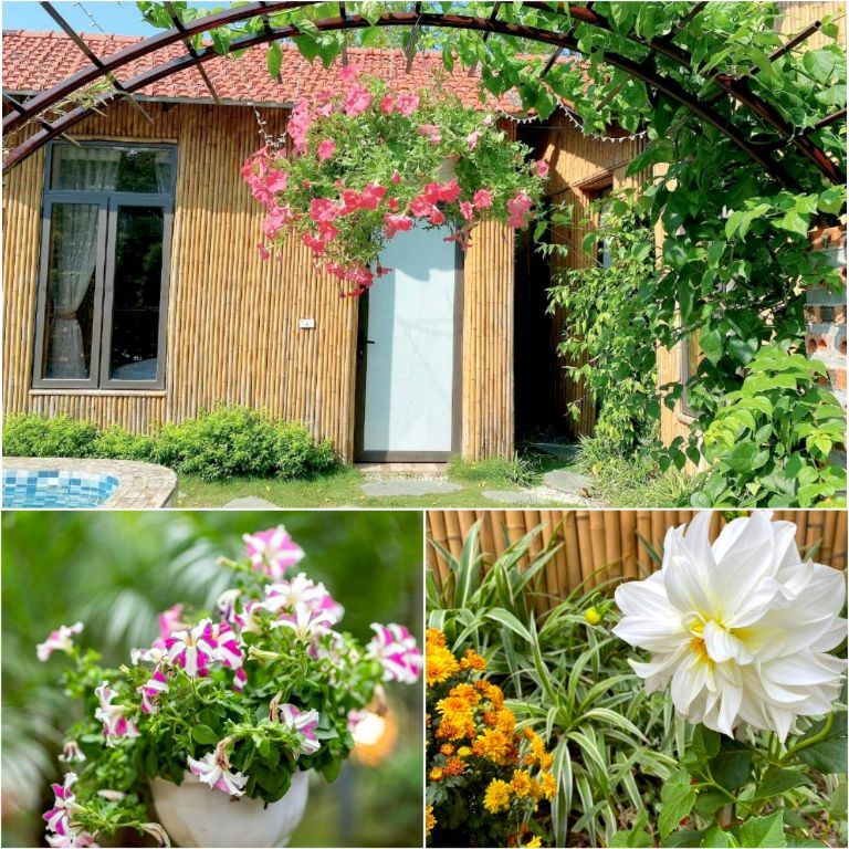 Không gian xanh tràn ngập những sắc màu rực rỡ của hoa thược dược, hoa dạ yến thảo tại homestay Tràng An.
